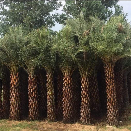 Date Palm in UAE: Buy Date palm tree in Dubai