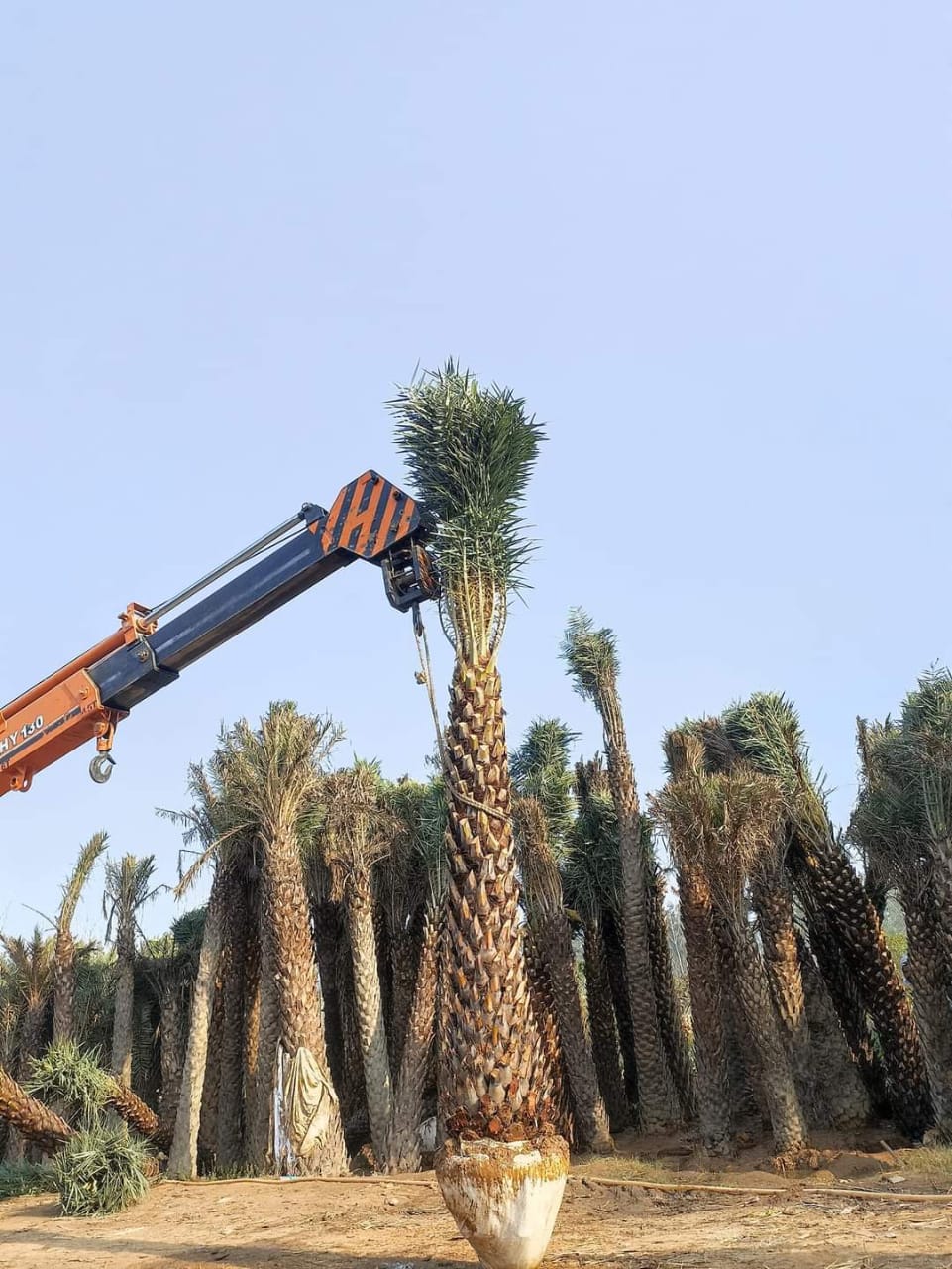 Date Palm in UAE: Buy Date palm tree in Dubai