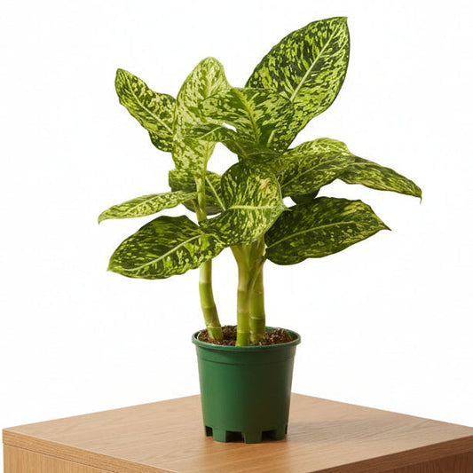 Dieffenbachia Reflector 40cm - 50cm