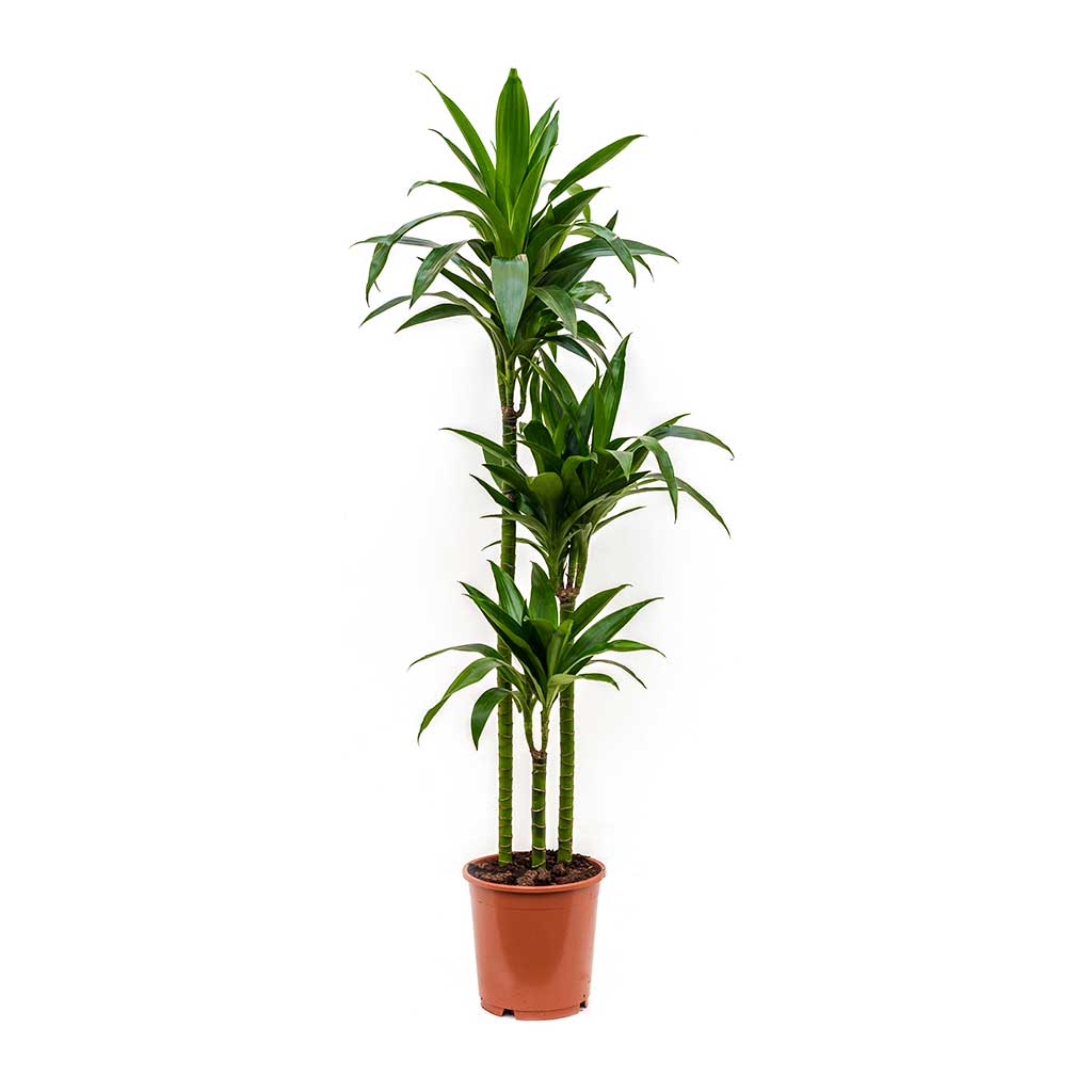 Dracaena Janet Craig 100cm-120cm | indoor plant | Dracaena Fragrans | Best Online Plant Shop | PlantMartUAE.com