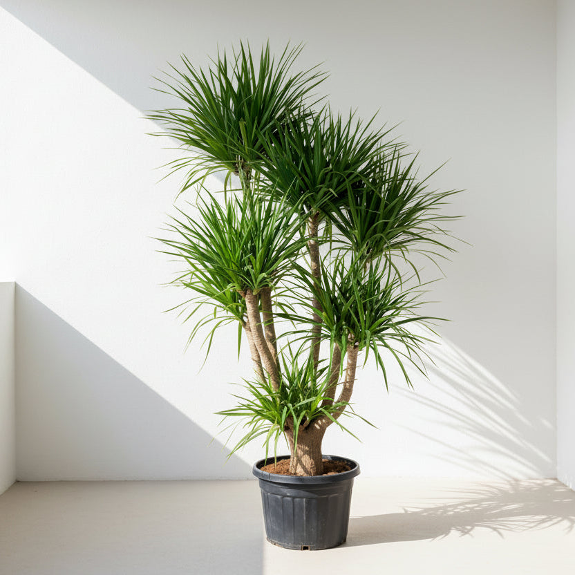 Dracaena Draco
