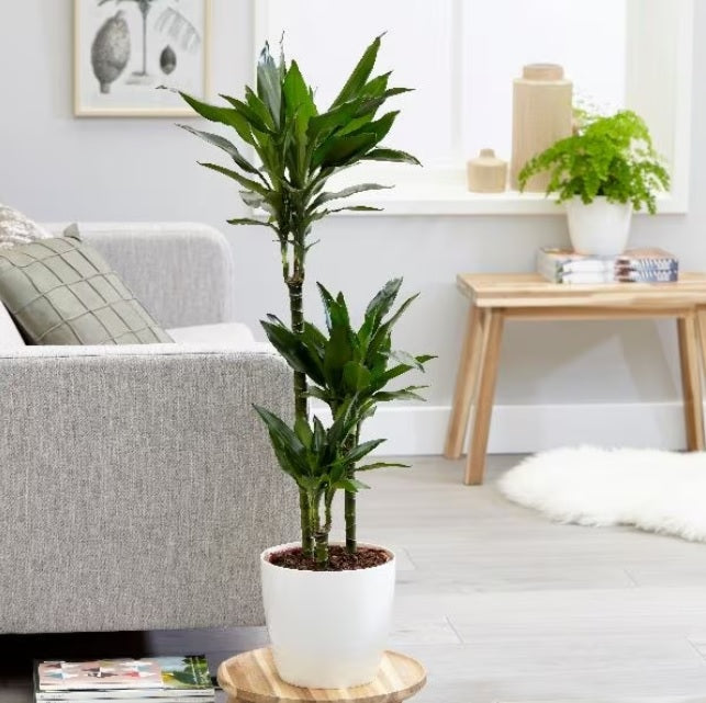 Dracaena Janet Craig 100cm-120cm | indoor plant | Dracaena Fragrans | Best Online Plant Shop | PlantMartUAE.com