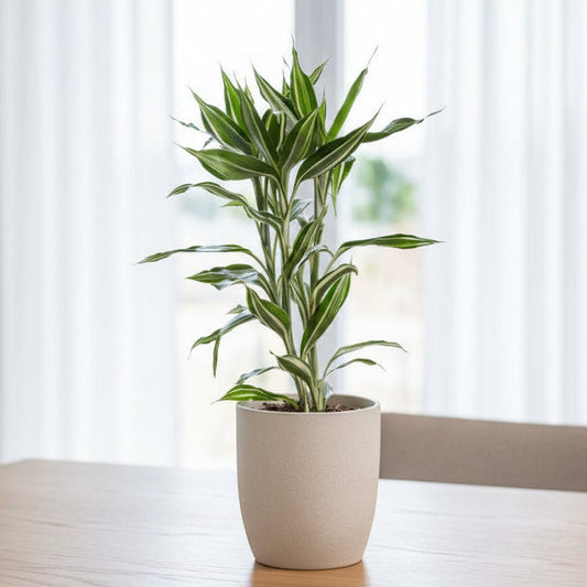Dracaena sanderiana Lemon Stripe 20cm - 30cm