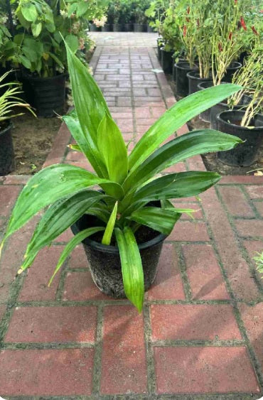 Pandanus Dubius / Pandanus