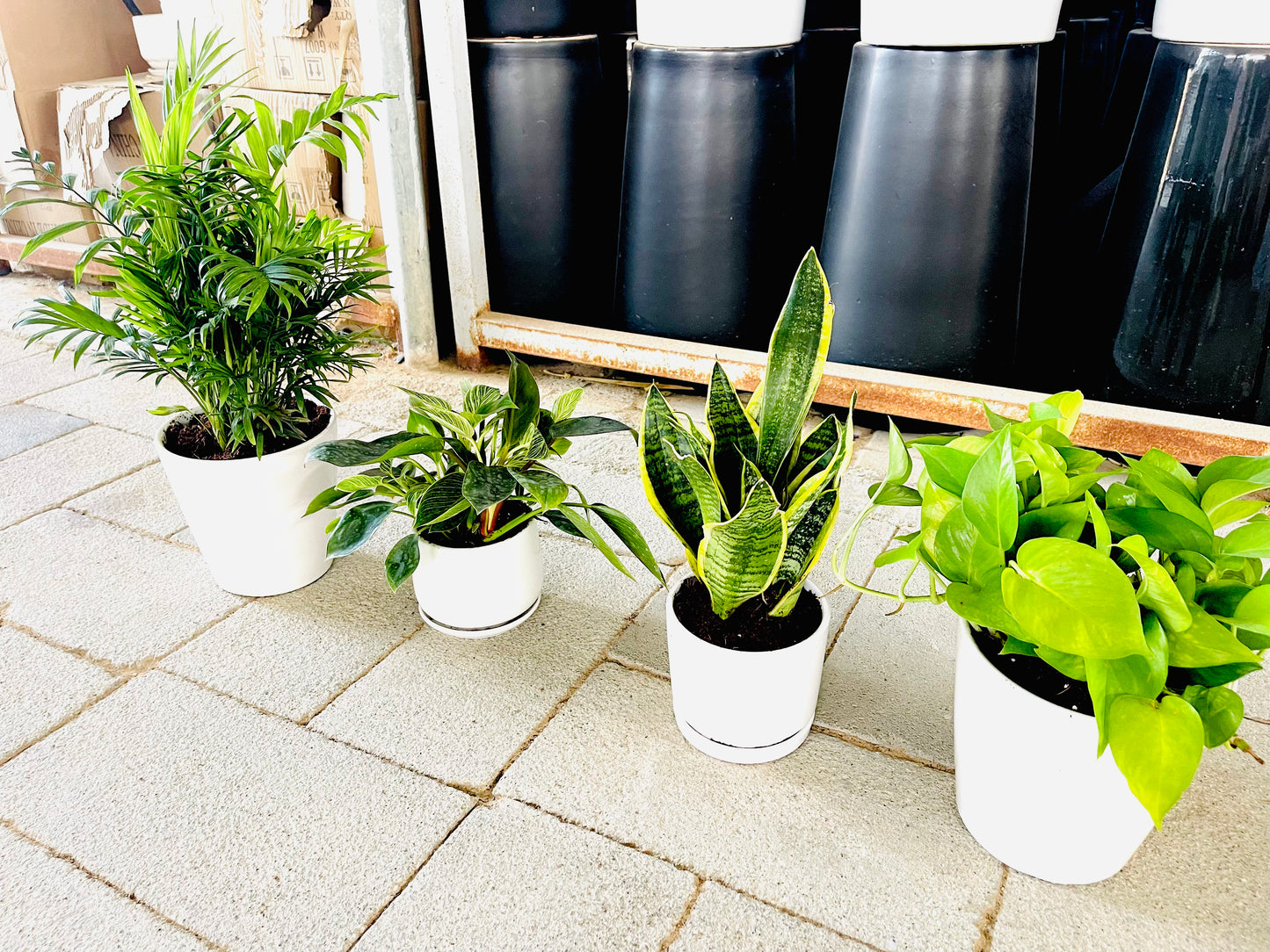 4 Potted Indoor Combo | Ceramic Pots