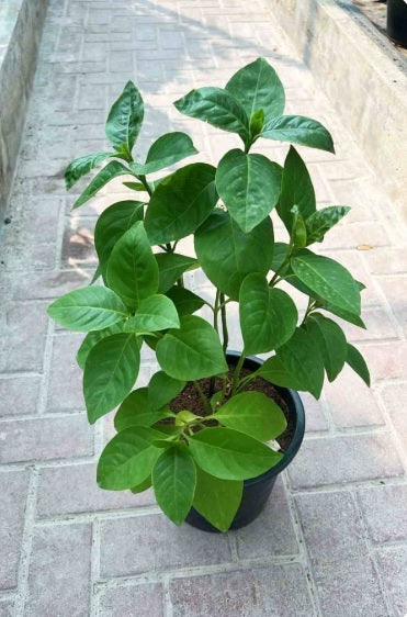 Eranthemum Green 50cm - 60cm