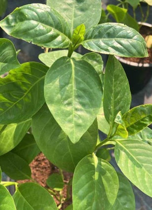 Eranthemum Green 50cm - 60cm