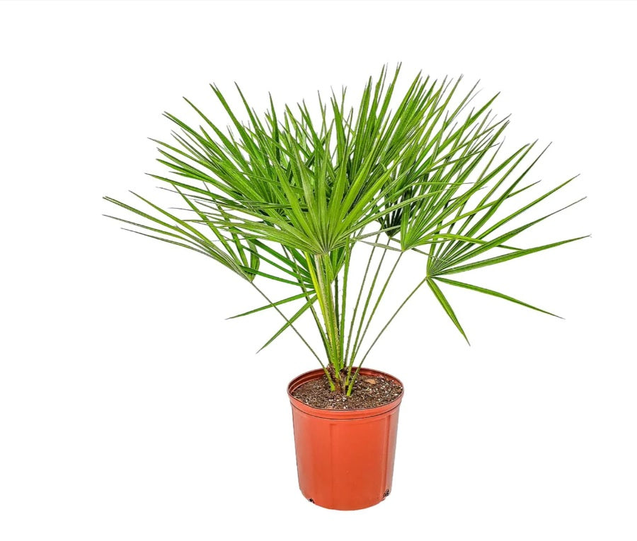 Chamaerops humilis cerifera / European Fan Palm 1mtr - 1.5mtr