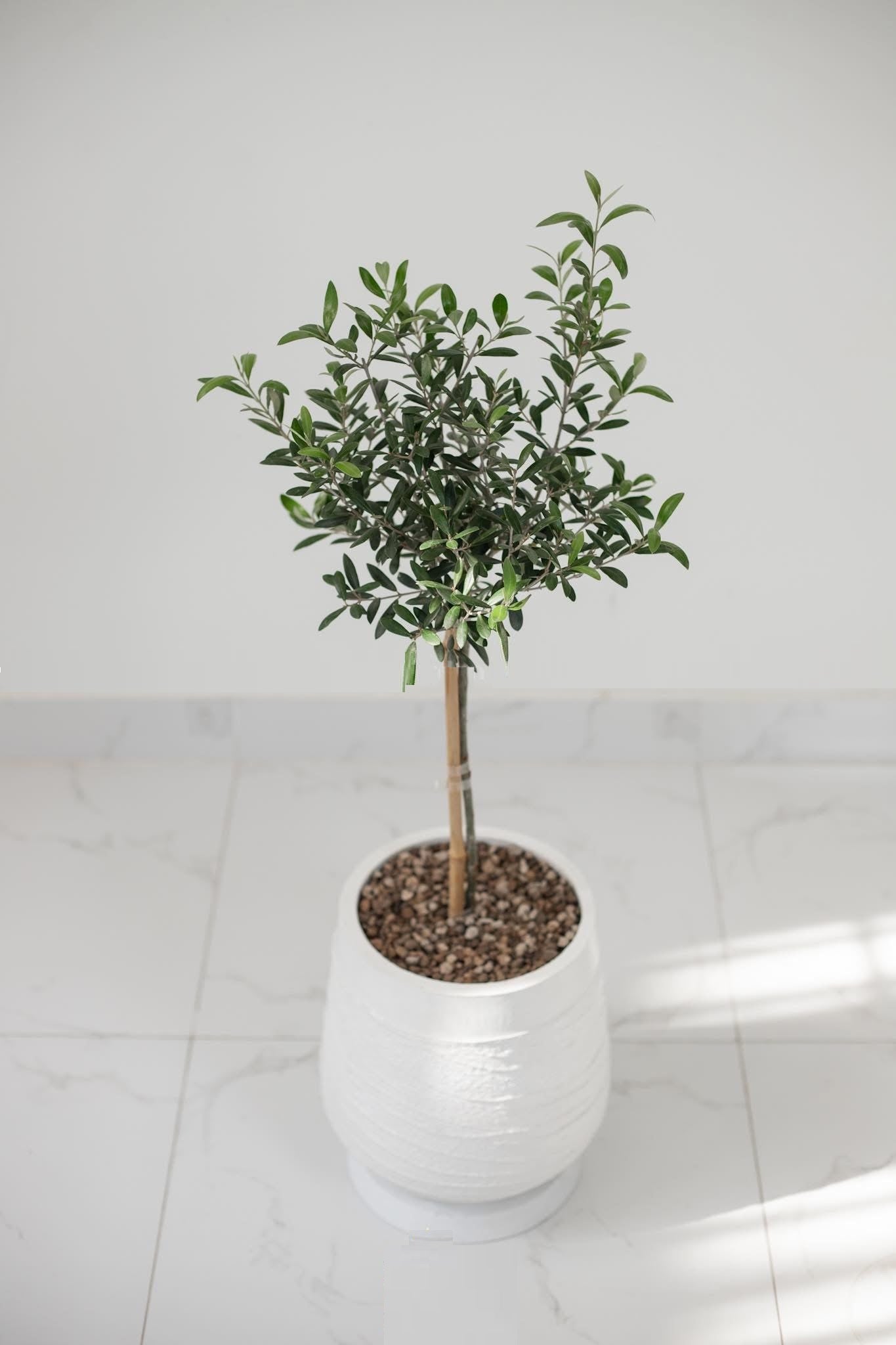 Olive Tree Indoor 1mtr-1.1mtr