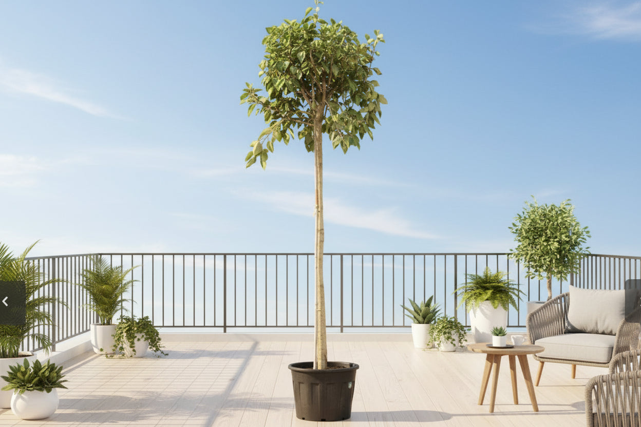 Variegated Council Tree