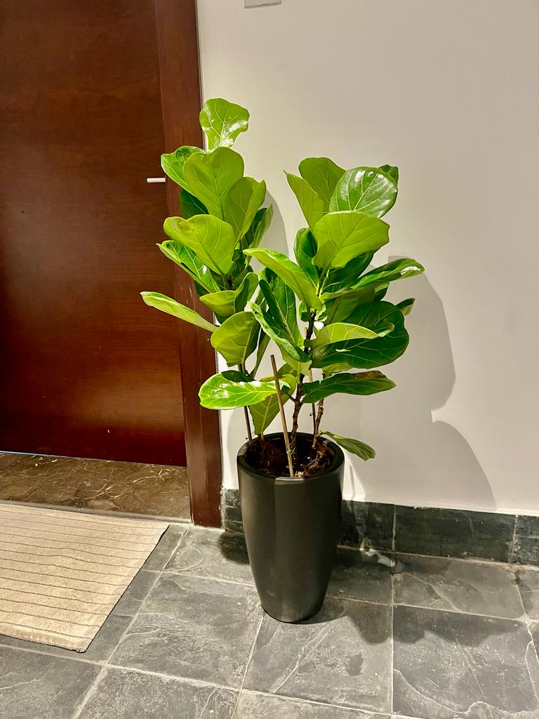 Fiddle Leaf 3PP 120cm-130cm in Ceramic Pot | Indoor Plant