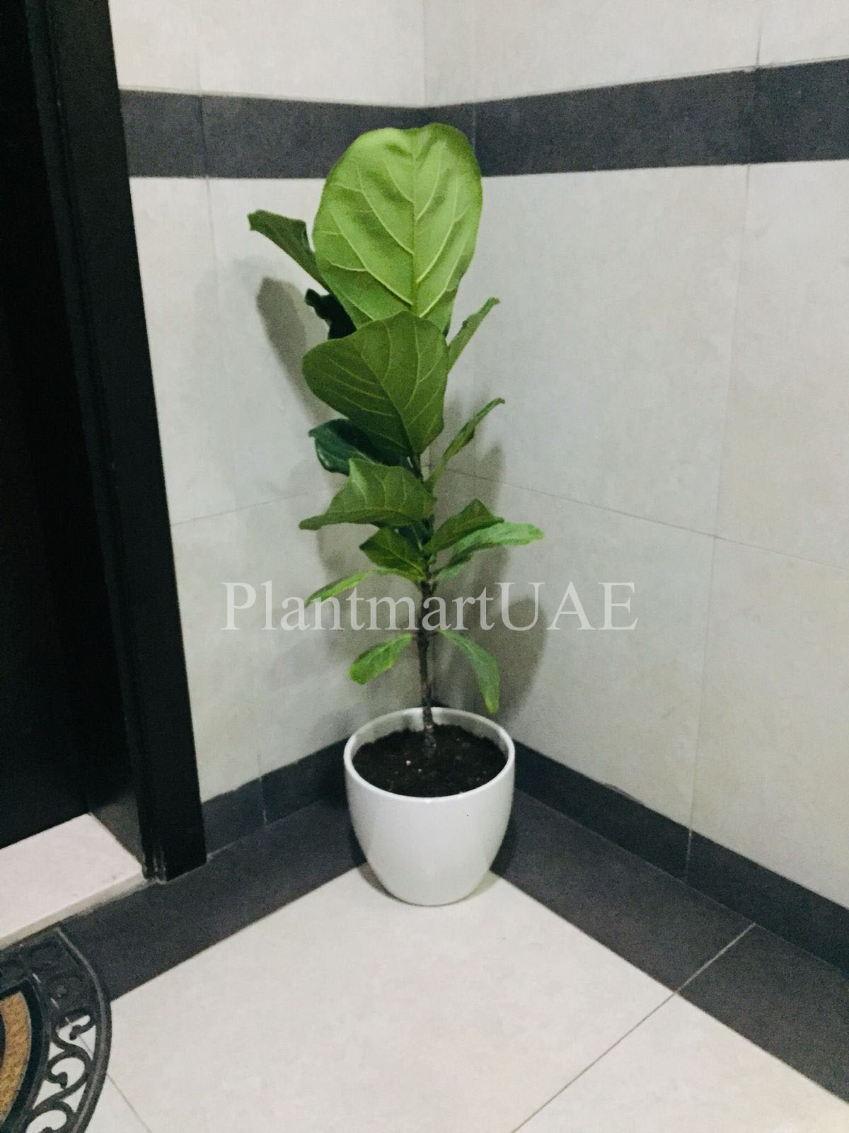 Fiddle Leaf Fig - Single Stem - PlantmartUAE.com