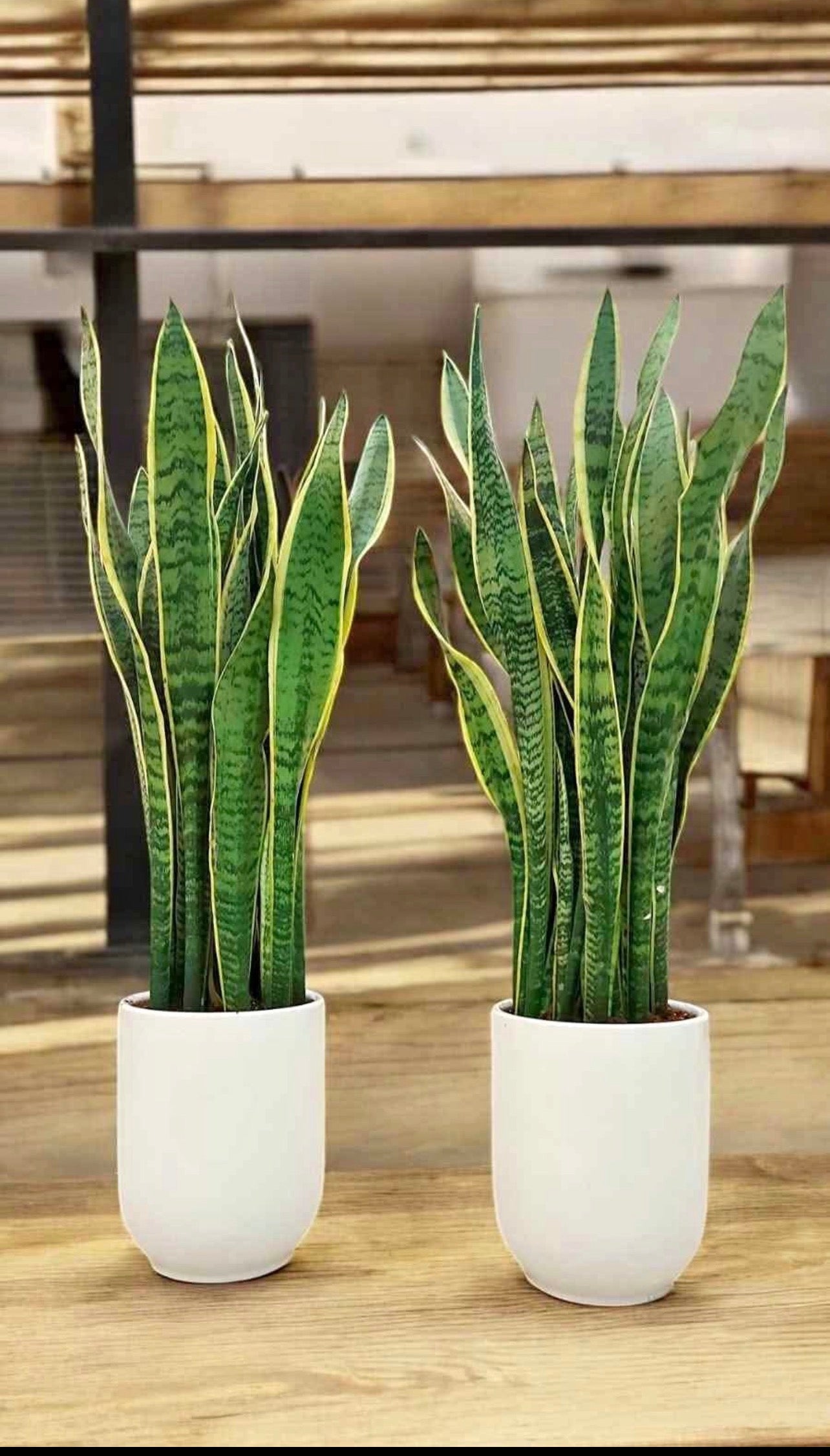 Sansevieria XL 1mtr indoor Holland plant / Snake Plant
