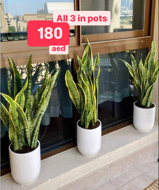 3PCS Potted Sansevieria in Ceramic Pots 70cm / Snake Plants