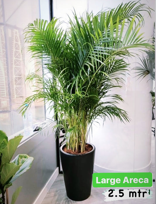 XXL Indoor Palms | Potted XXL Areca Plant Ceramic