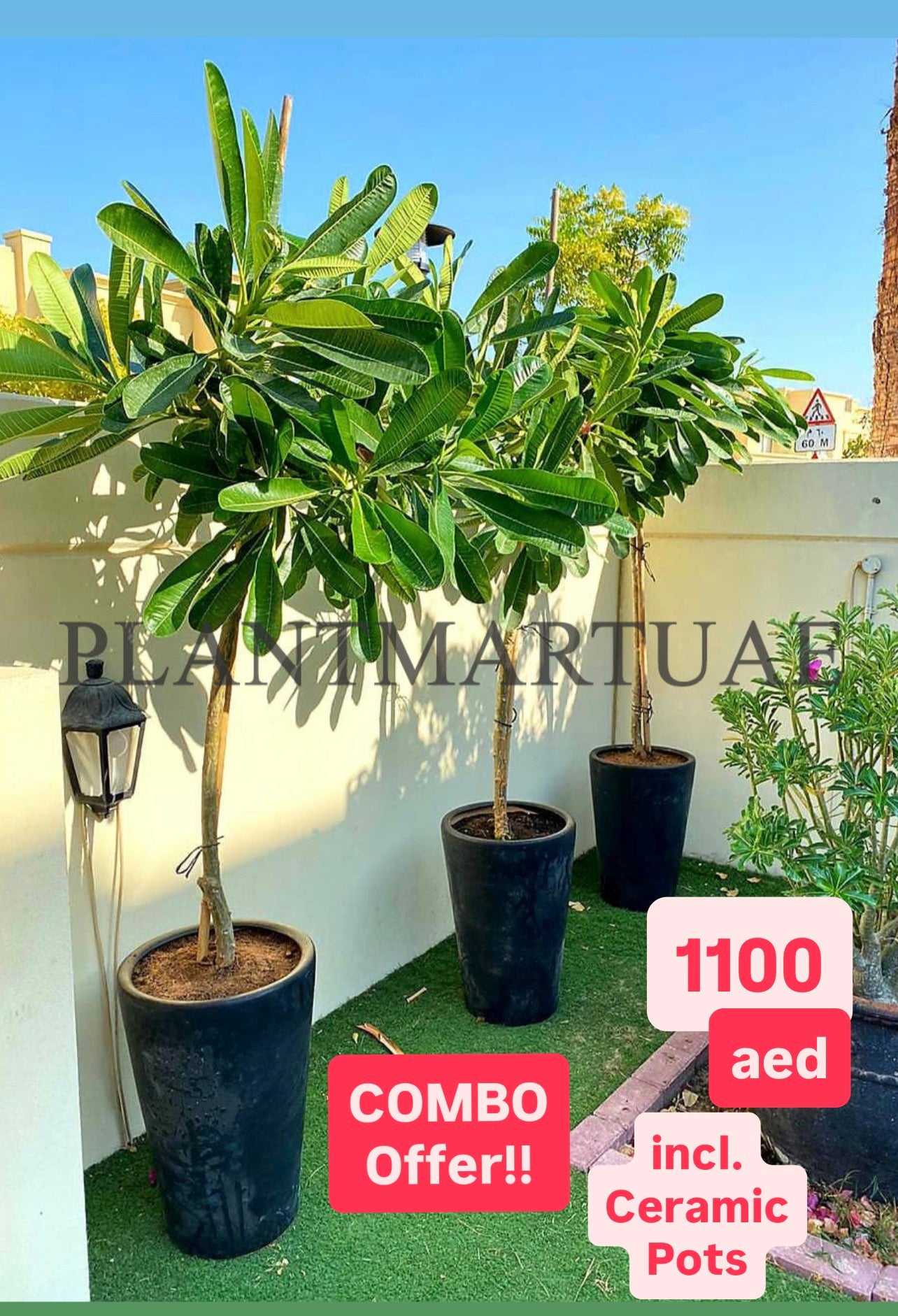 POTTED COMBO Offer: 3 Frangipani in Ceramic Pots | Plumeria