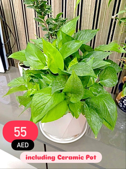 Money Plant in Ceramic Pot | 30cm-40cm