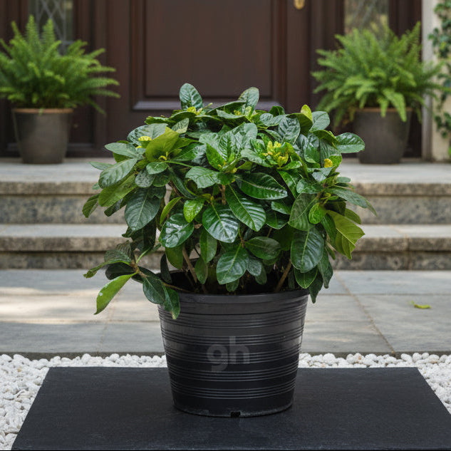 Gardenia Thailand,Gardenia Jasminoides