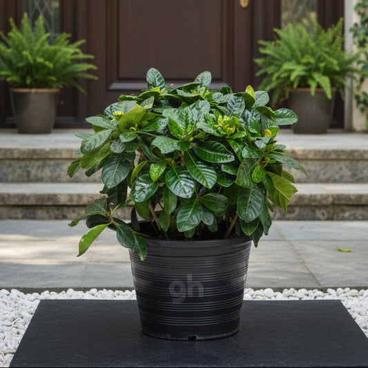 Gardenia Thailand,Gardenia Jasminoides