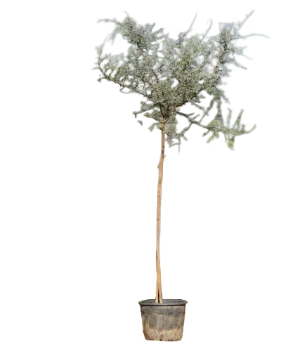 Ghaf Tree National Tree – Prosopis Cineraria