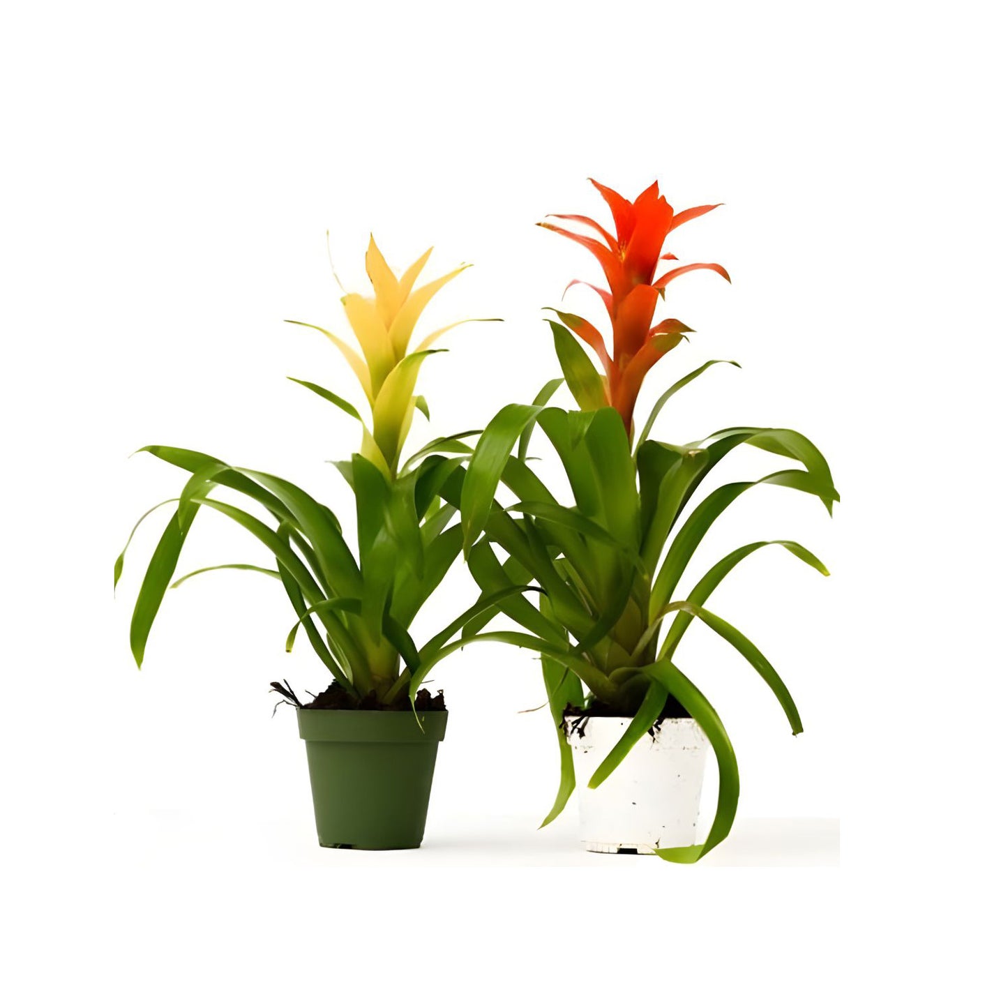 Guzmania Bromeliads HOLLAND 40cm-50cm