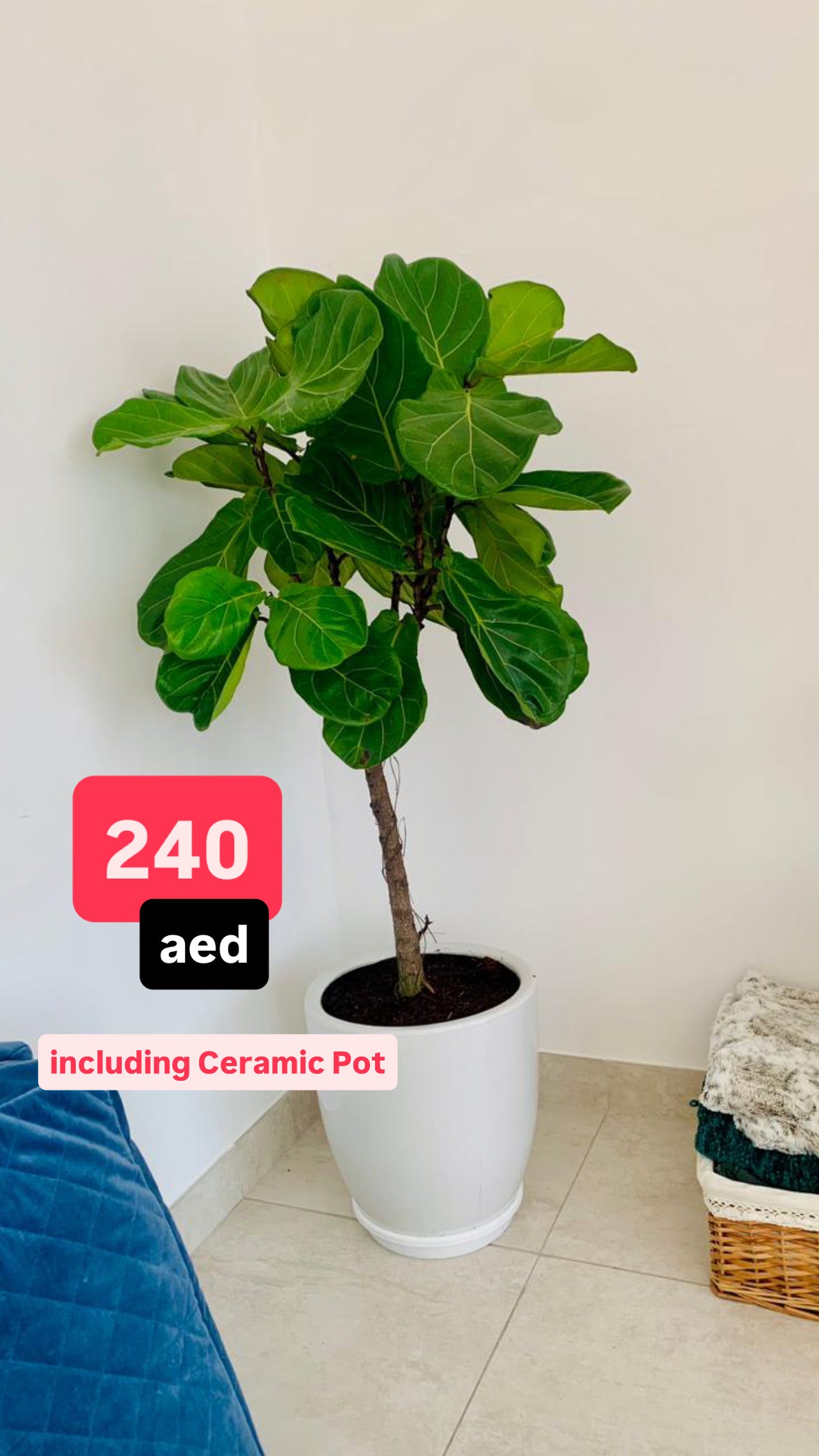 POTTED Fiddle Lyrata | 1.6mtr | in Ceramic pot | Fiddle Leaf | Indoor Plant | PlantMartUAE.com