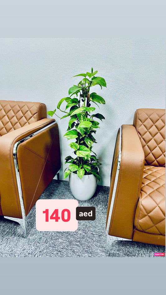 POTTED Money Plant Holland 1mtr-1.1mtr in Ceramic Pot