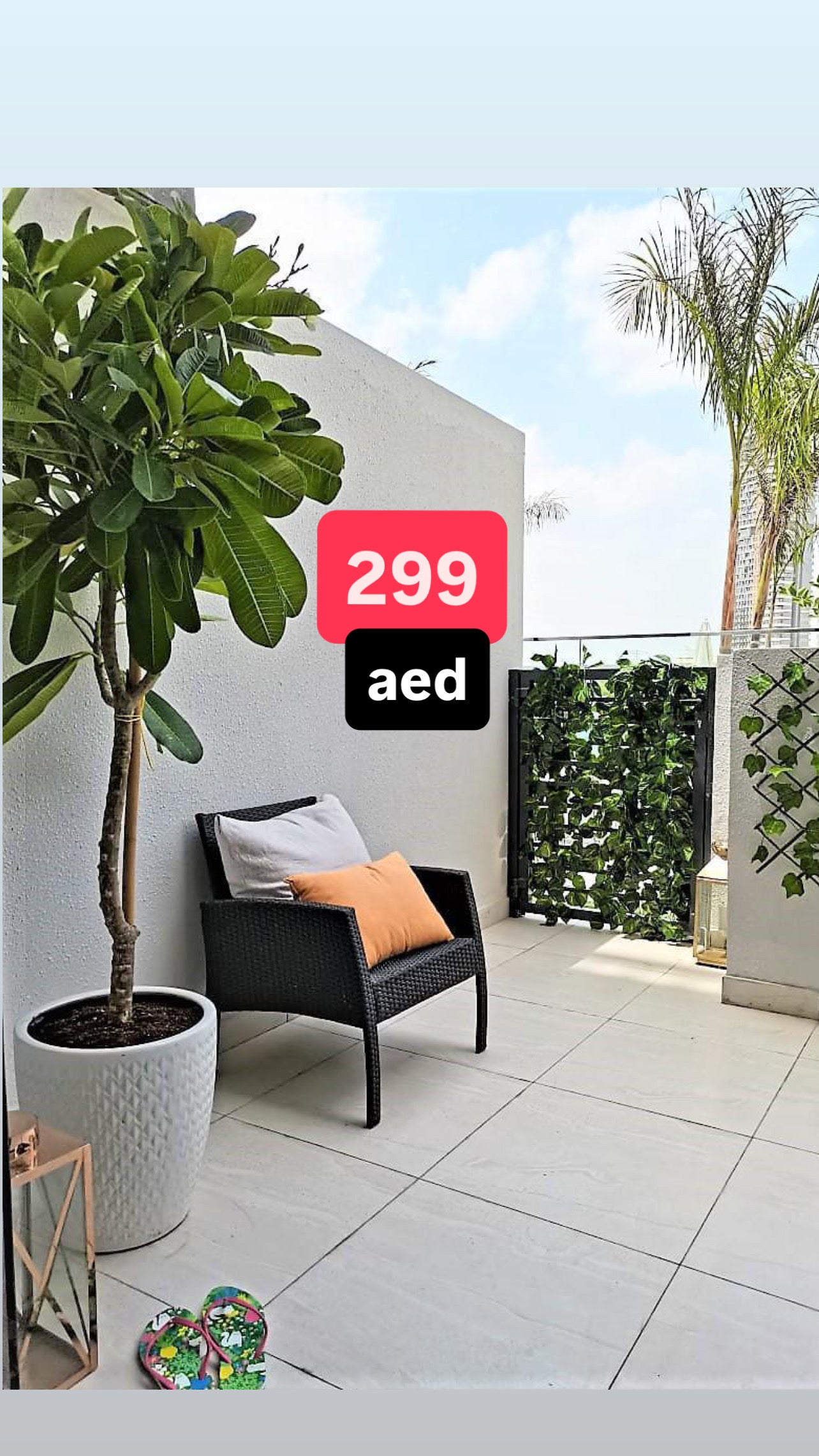 1.8-2.0m Plumeria Obtusa - Frangipani - The Temple Tree - Champa