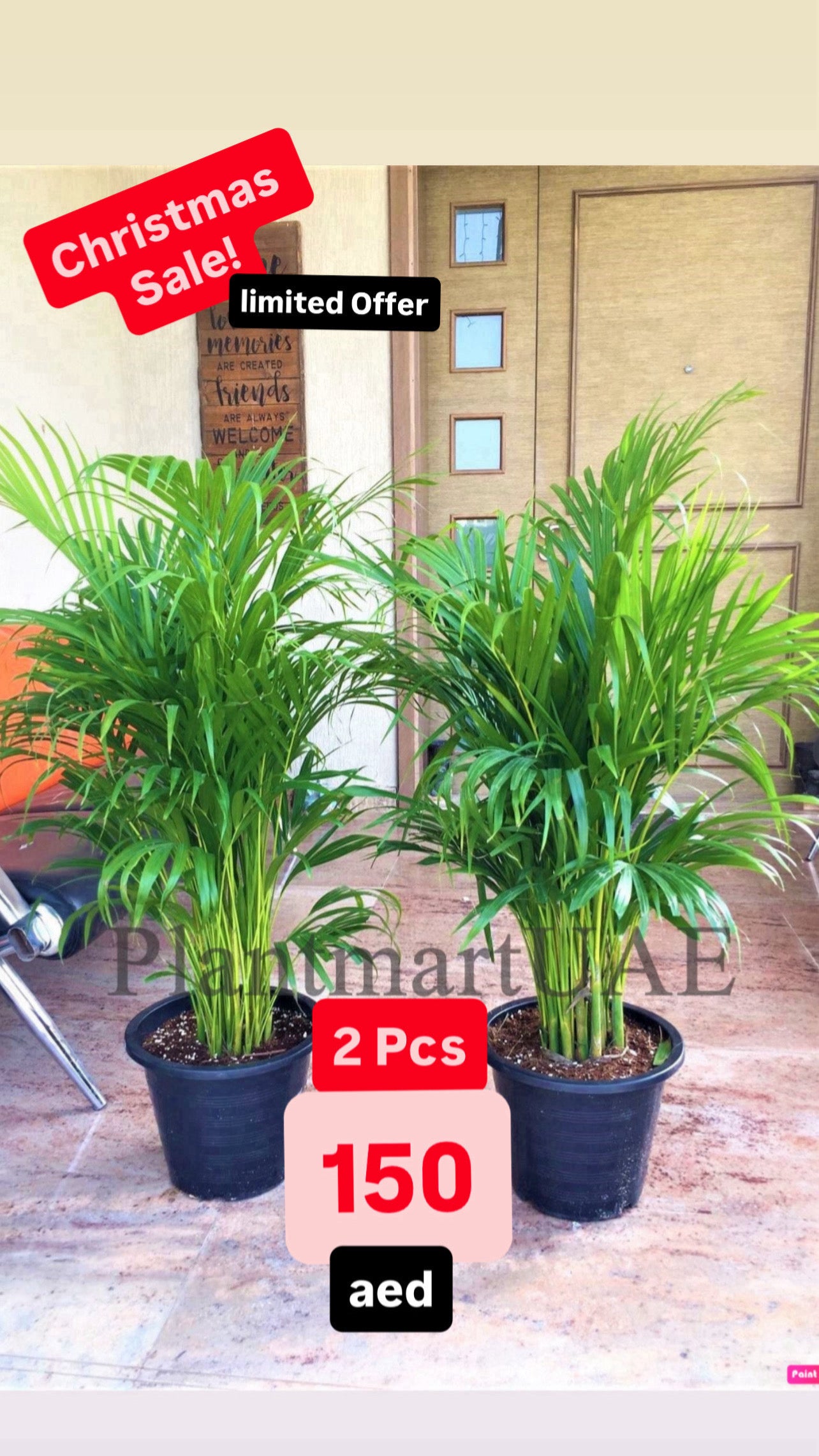 2pcs Potted Areca Palm | 150cm-160cm | Ceramic Pot