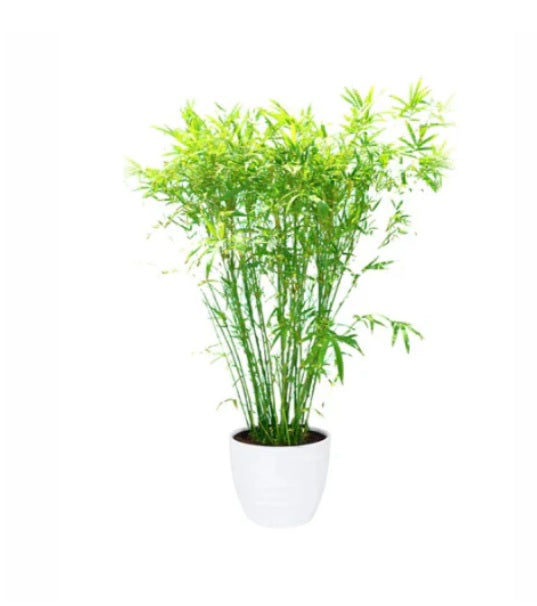 Japanese Bamboo Palm 100cm - 120cm