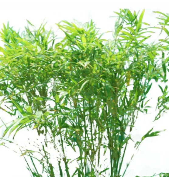 Japanese Bamboo Palm 100cm - 120cm