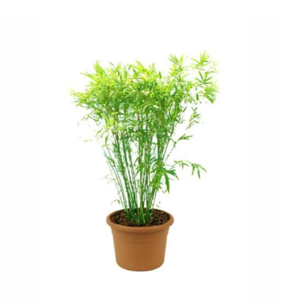 Japanese Bamboo Palm 100cm - 120cm