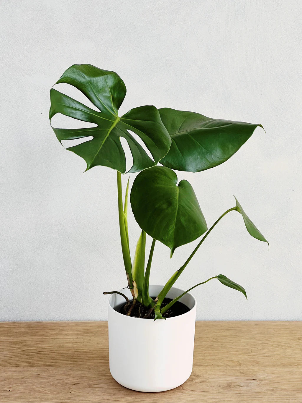 Potted Monstera Deliciosa or Swiss Cheese Plant 60cm-70cm in Ceramic Pot | Ceriman | Swiss Cheese Plant | Monstera | Mexican Breadfruit | Delicious Monster | Split-leaf philodendron