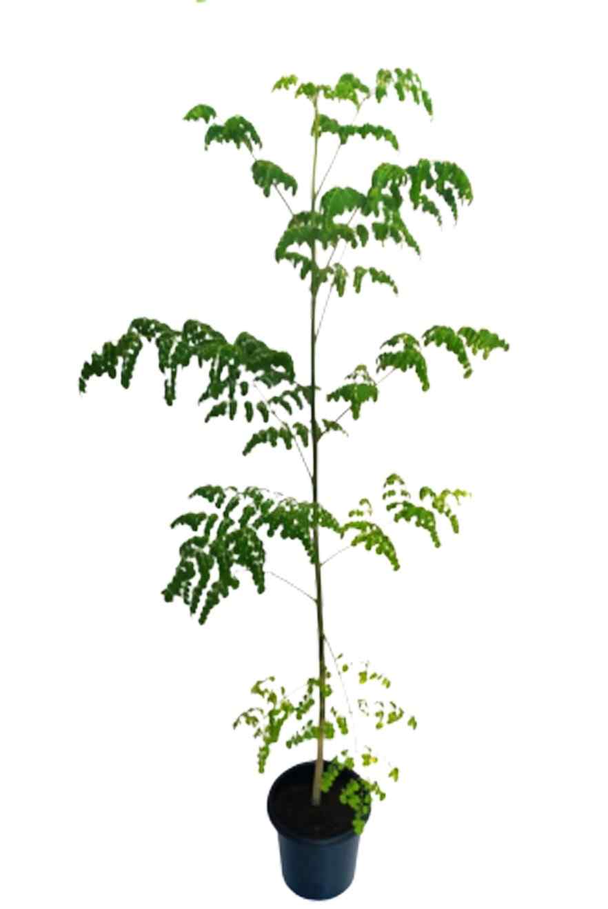Moringa / Moringa Oleifera / Drumstick outdoor plant