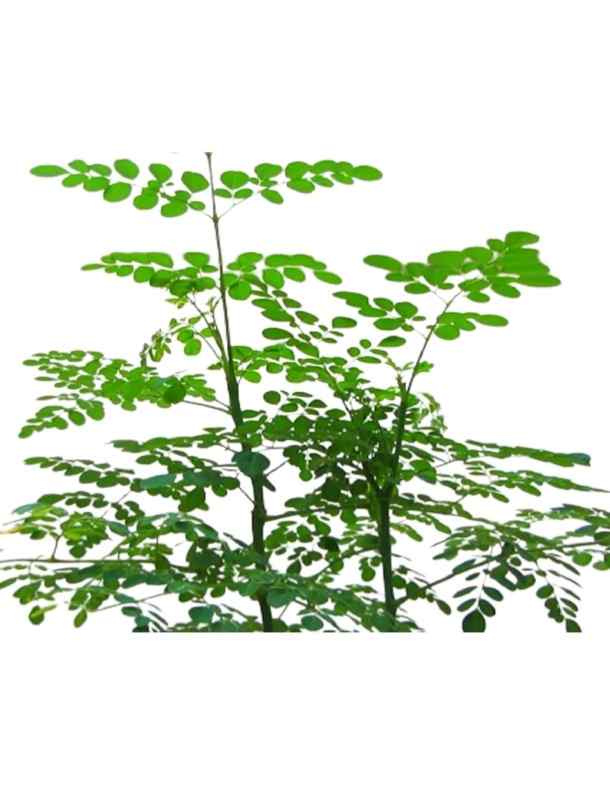 Moringa / Moringa Oleifera / Drumstick outdoor plant