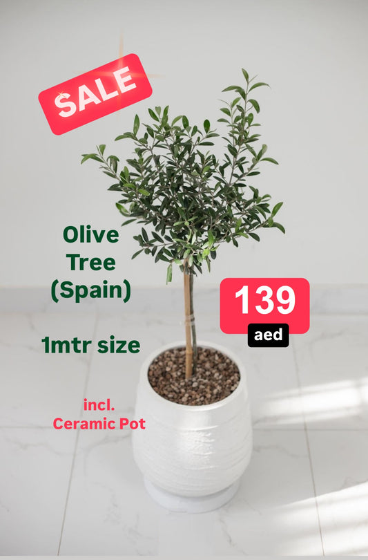 Olive Tree Indoor 1mtr-1.1mtr