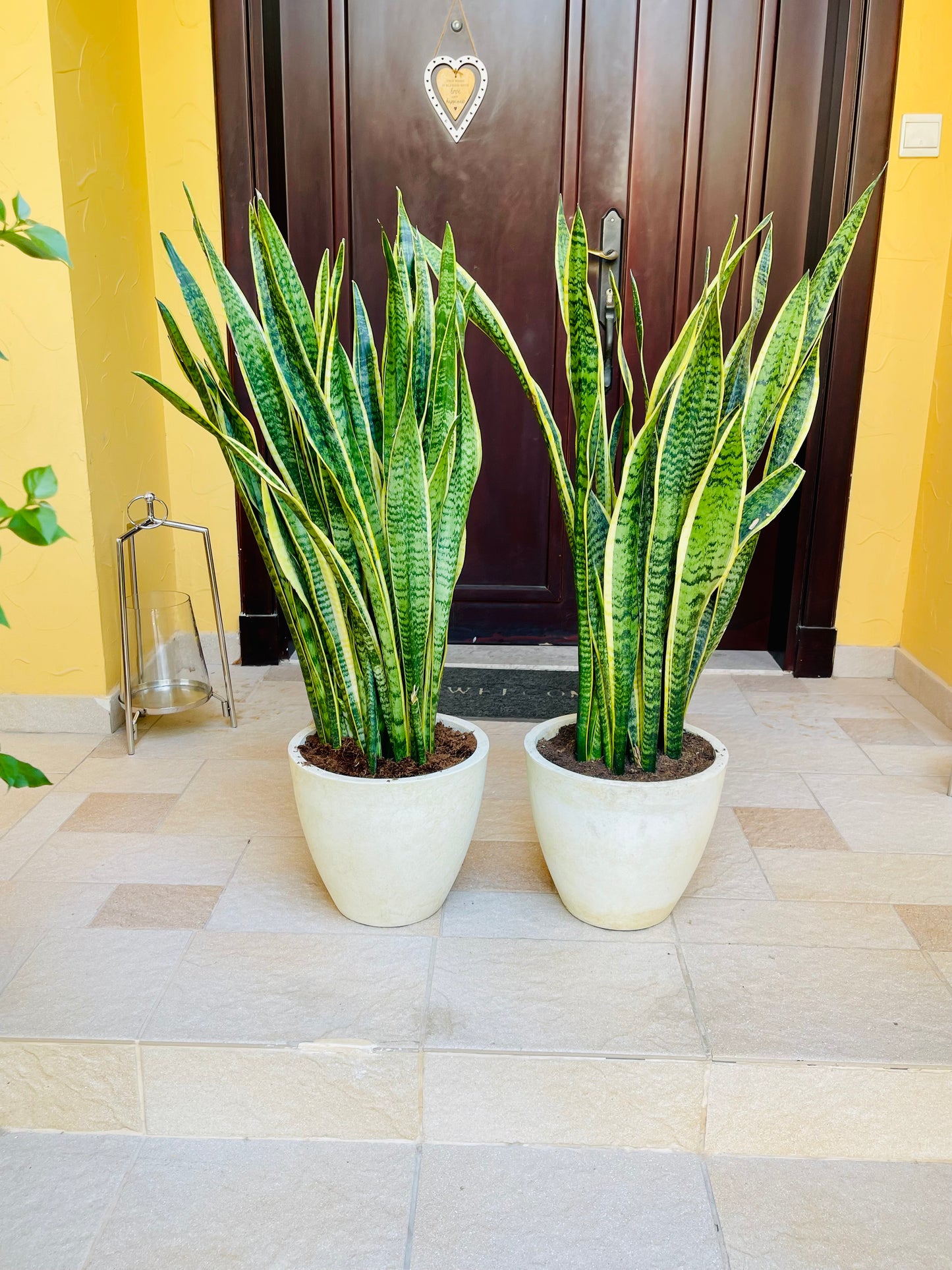 Sansevieria XL 1mtr indoor Holland plant / Snake Plant