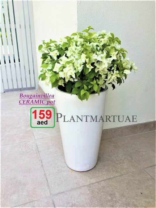 POTTED White Bougainvillea (Overall 80cm-90cm) in Large CERAMIC Pot | Outdoor plant
