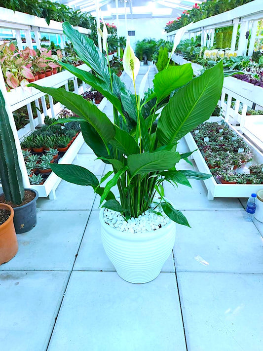 Peace Lily XL | CERAMIC Pot | 100cm-110cm