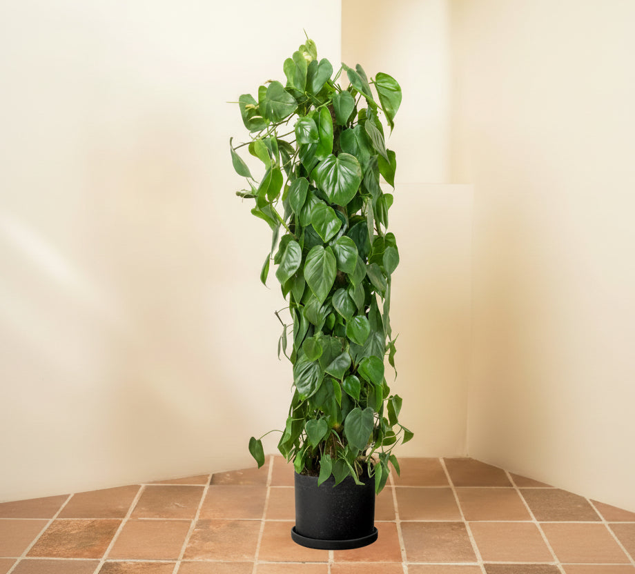 Philodendron Brasil Tall 1.5 mtr - 1.6 mtr