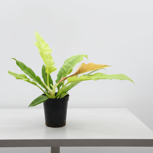 Philodendron Ring of Fire Gold