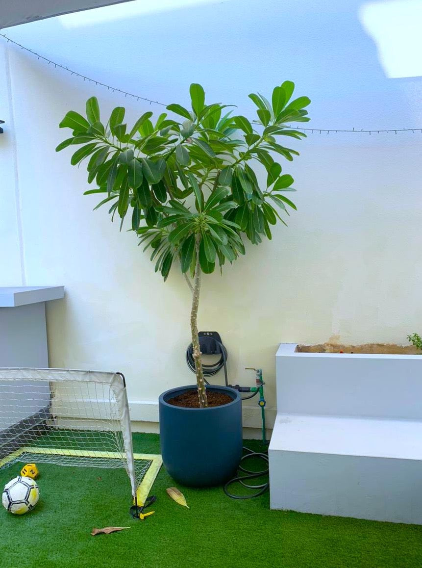 Plumeria Obtusa “Frangipani - FIBERCLAY Pots" - PlantmartUAE.com