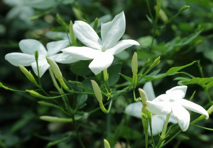 Poet's Jasmine 60cm - 80cm