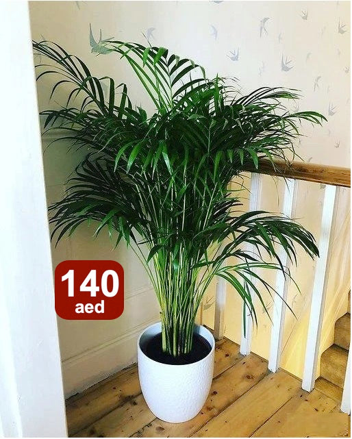 Potted Areca Palm | 150cm-160cm | Ceramic Pot