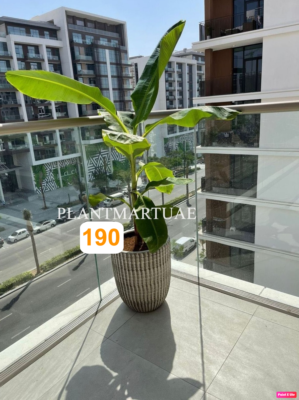Potted Banana Plant (L) 1.5mtr-1.6mtr | CERAMIC POT