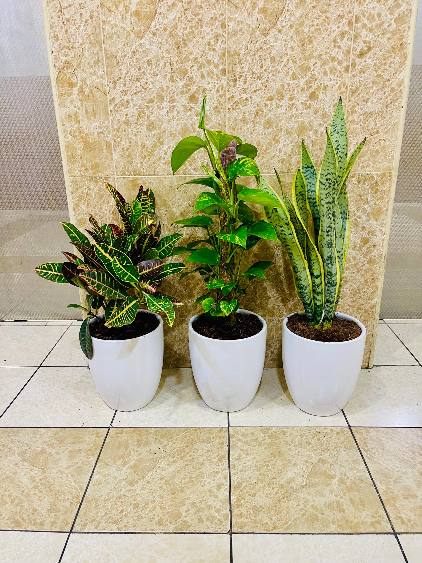 Potted Combo set: 3 indoor plants- Money Plant | Snake Plant | Croton |CERAMIC pots