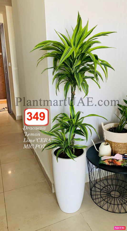 Potted Dracaena Lemon Lime 3pp in CERAMIC pot