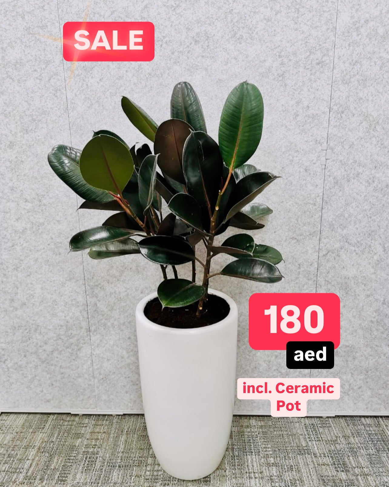 Potted Rubber Plant 3PP 100cm-110cm in CERAMIC Pot | indoor plant | PlantMartUAE.com