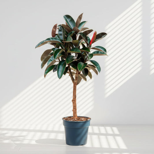 Rubber Plant Branched