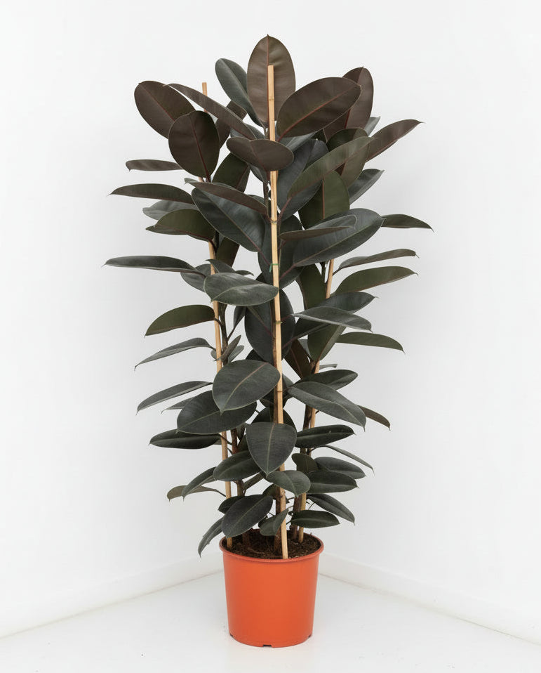 Rubber Plant Tall 3pp 180cm - 2.0 mtr